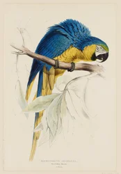 Macrocercus Ararauna.  Arara azul e amarela.