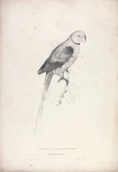 Palaeornia Columbiodes / Periquito-pombo (Lâmina 31)