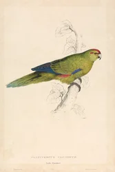 Platycercus Pacificus / Periquito do Pacífico (Lâmina 26)