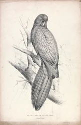 Platycereus Tabuensis / Cacatua de Tabu (Placa 16)