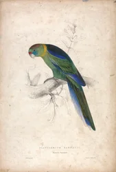 Platycerus Barnardi / Periquito de Barnard (Lâmina 18)