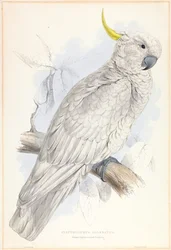 Plyctolophus Galeritus. Grande cacatua-de-crista-amarela.