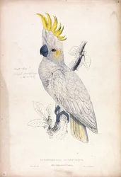 Plyctolophus sulphureus / Cacatua-de-crista-amarela-menor (Prancha 4)