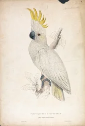 Plyctolophus sulphureus / Cacatua-de-crista-amarela-menor (Prancha 4)