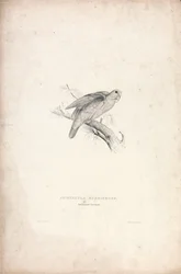 Psittacula rubrifrons / Periquito-de-testa-vermelha (Lâmina 41)