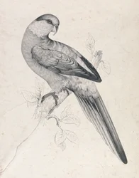 Periquito-de-cabeça-vermelha, macho (Lâmina 21)