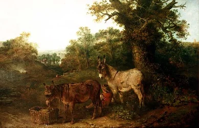 Burros em uma clareira