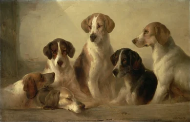 Cães de caça
