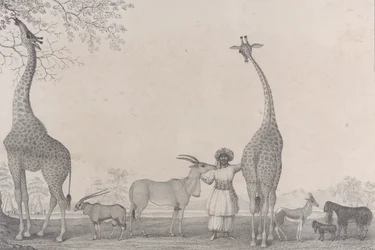 As majestosas e graciosas girafas, ou cameleopards, com alguns animais raros da gazela..., 1838.