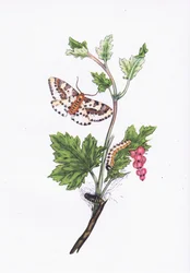 Magpie ou Currant Moth, Nature in Britain publicado por Collins, 1946
