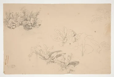 Estudos de flores