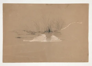 Árvores na margem do rio (?)