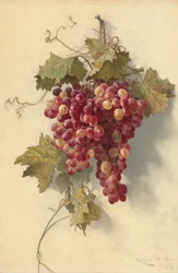 Uvas contra a parede branca
