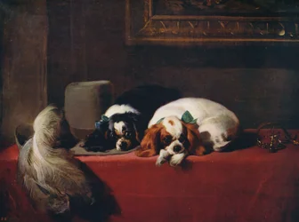King Charles Spaniels Os Cavaliers Pets, 1845, c1915