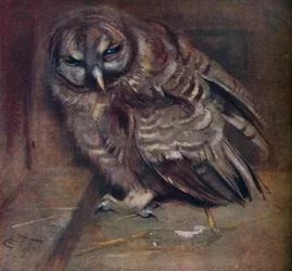 Uma jovem coruja marrom, 1907