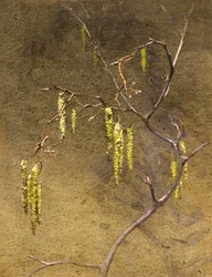 Catkins (aguarela)