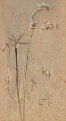 Erva-dos-pomares