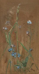 Miosótis (aguarela sobre papel pardo)