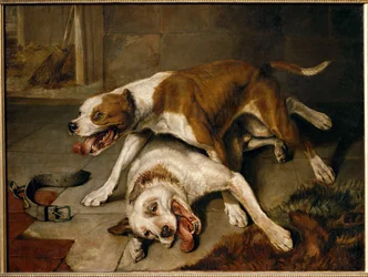 Chiens se battant, reprenant leur souffle - Cães de combate que fazem uma pausa para respirar ...