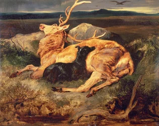 Veado