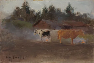 Vacas no fumo de turfa, estudo