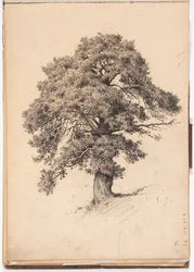 Pinheiro, página do caderno de esboços de Järnefelt