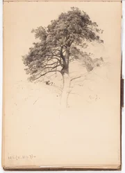 Copa de um pinheiro, página do caderno de esboços de Järnefelt