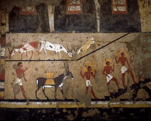 Antiguidade egípcia: o transporte de trigo no dorso da tainha e no dorso dos escravos. Fresco da tumba da rainha Neferou III. 12ª dinastia. 2200-2000 AC. De El Ghebelen. Turim, museu egípcio.