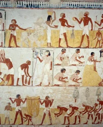 Colheita, debulha e neve de grãos, detalhe de afrescos no vestíbulo do Túmulo de Menna, Sheikh Abd el Qurnah Necropolis, Luxor, Tebas (Lista do Patrimônio Mundial da Unesco
