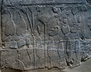 Representações de plantas e animais trazidos da Síria por Tutmés III em 1465 a.C., pormenor do relevo, sala conhecida como Jardim Botânico, complexo do templo de Karnak (Lista do Património Mundial da Unesco