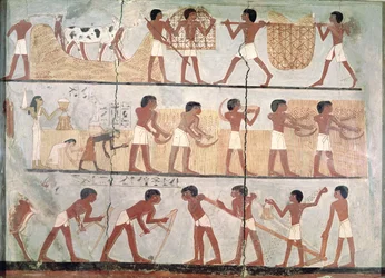 Cenas de sementeira e colheita, do túmulo de Unsou, Tebas Oriental, Império Novo (c. 1555-1080 a.C.)