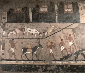 Cena agrícola, pintura mural removida da mastaba de Ti em Sacará, Antigo Império, c. 2494-2345 a.C.