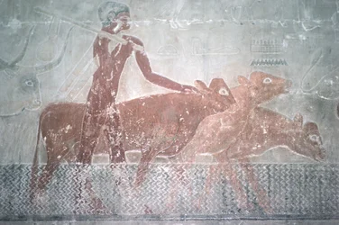 Gado, fording, um, canal, em, a, Mastaba, capela, de, ti, reino velho, (wall, painting)