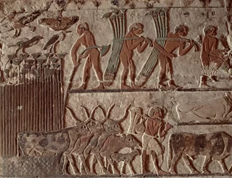 Colheita de papiro e um grupo de vacas, Old Kingdom (pintura de parede)