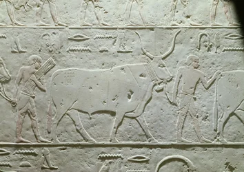 Pastor liderando um touro, detalhe da Mastaba de Akhethotep, de Saqqara, Old Kingdom, c.2500 aC (calcário pintado)
