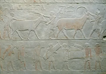Servos dirigindo um oryx e um antílope e outros carregando bagagem, do Mastaba de Akhethotep, Saqqara, Old Kingdom, c.2400 aC (calcário pintado)