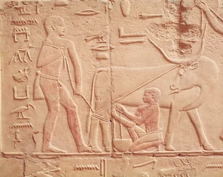 Relevo retratando um homem ordenhando uma vaca, do Mastaba de Kagemni, Reino Antigo (pedra calcária pintada)