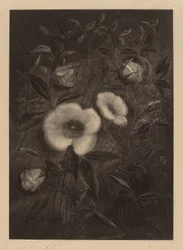 Rosas Selvagens