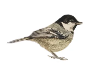 Coal Tit, 2019 (aguarela e lápis)