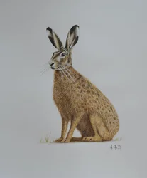 Lebre, 2021 (aguarela)
