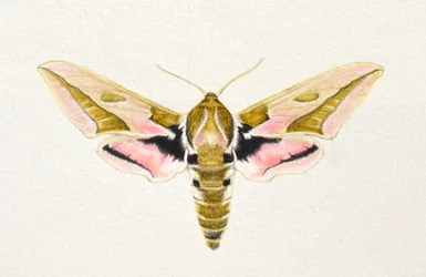Mariposa-falcão, 2023 (aguarela)