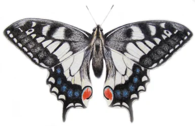 Cauda-de-andorinha, 2012 (aguarela e lápis)