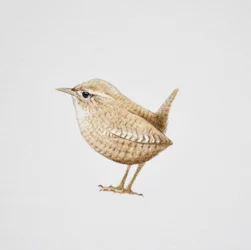 Wren, 2019 (aguarela e lápis)