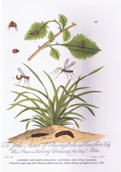 Lady Bird and Daddy Lond Legs: Coccinella e Tipula Oleracea (cor litho)