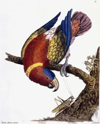 Um papagaio, 1731-1738