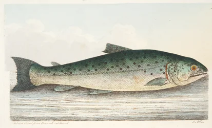 Truta Salmon de Berwick no Tweed, de um Tratado no peixe e no Fish-ponds, bar. 1832 (gravura colorida à mão)