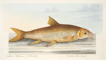 O Barbel, de um Tratado sobre peixes e peixes-lagoas, pub. 1832 (gravura colorida à mão)