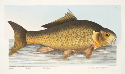A carpa, de um Tratado sobre peixes e peixes-lagoas, pub. 1832 (gravura colorida à mão)
