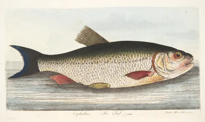 O Chub, de um Tratado sobre peixes e peixes-lagoas, pub. 1832 (gravura colorida à mão)