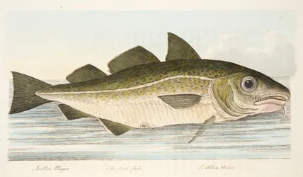 O bacalhau, de um Tratado sobre peixes e peixes-lagoas, pub. 1832 (gravura colorida à mão)
